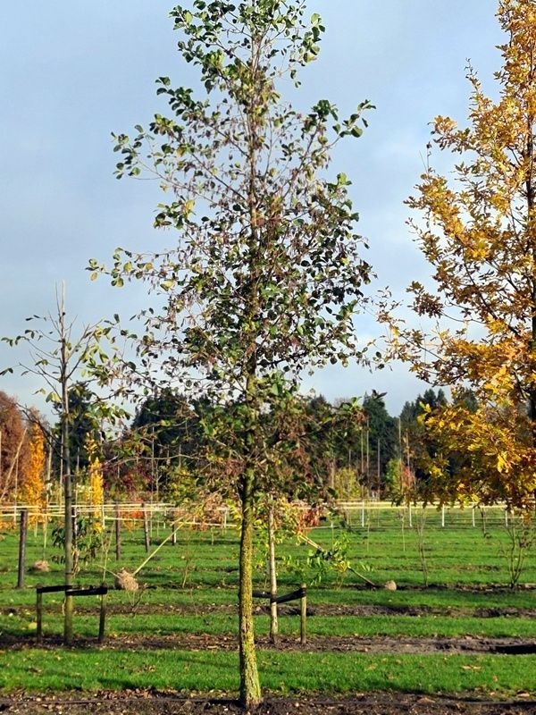 Herken de boomsoort NL: Zwarte els; Latin: Alnus glutinosa; UK: Common