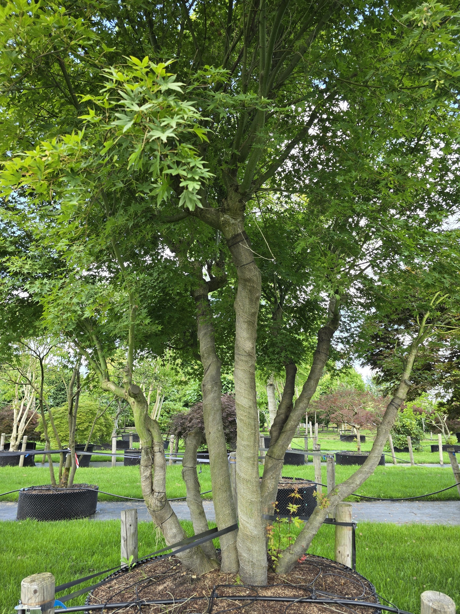 Mchten Sie einen einzigartigen japanischen Ahorn-Bonsai kaufen? | Ten  Hoven Bomen