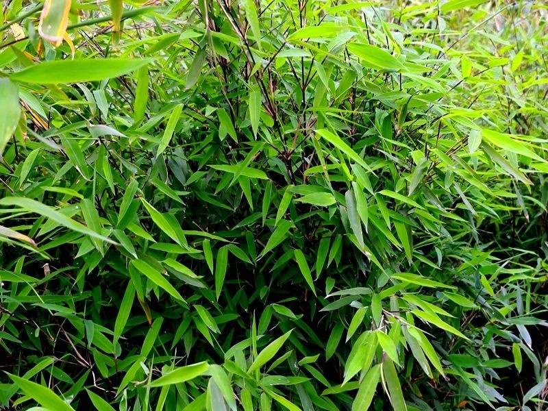 Bamboe 'Winter Joy', Fargesia 'Winter Joy' kopen
