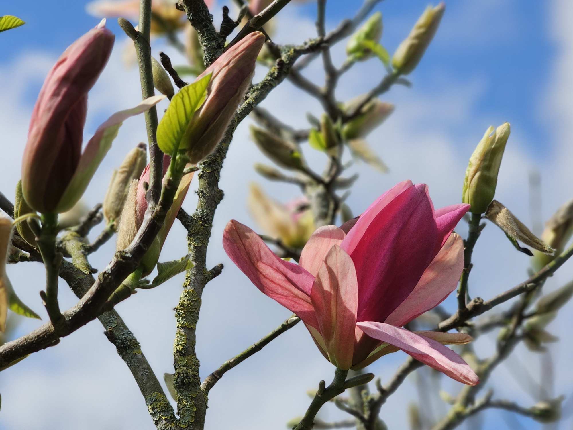 Magnolia 'Daybreak' met grote zalm roze bloemen kopen?