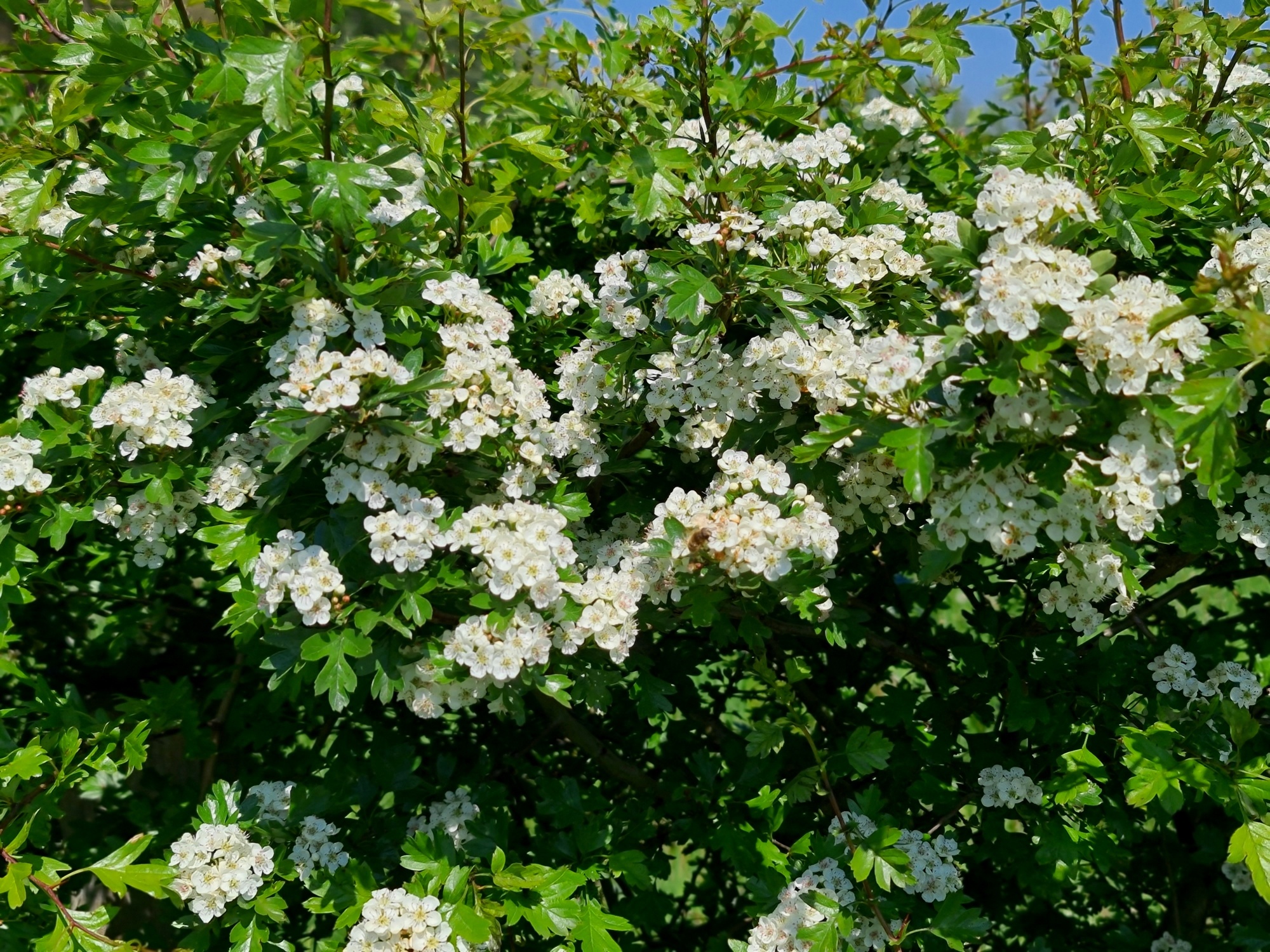 The hawthorn (Crataegus monogyna) in fructification. Aubépine monogyne