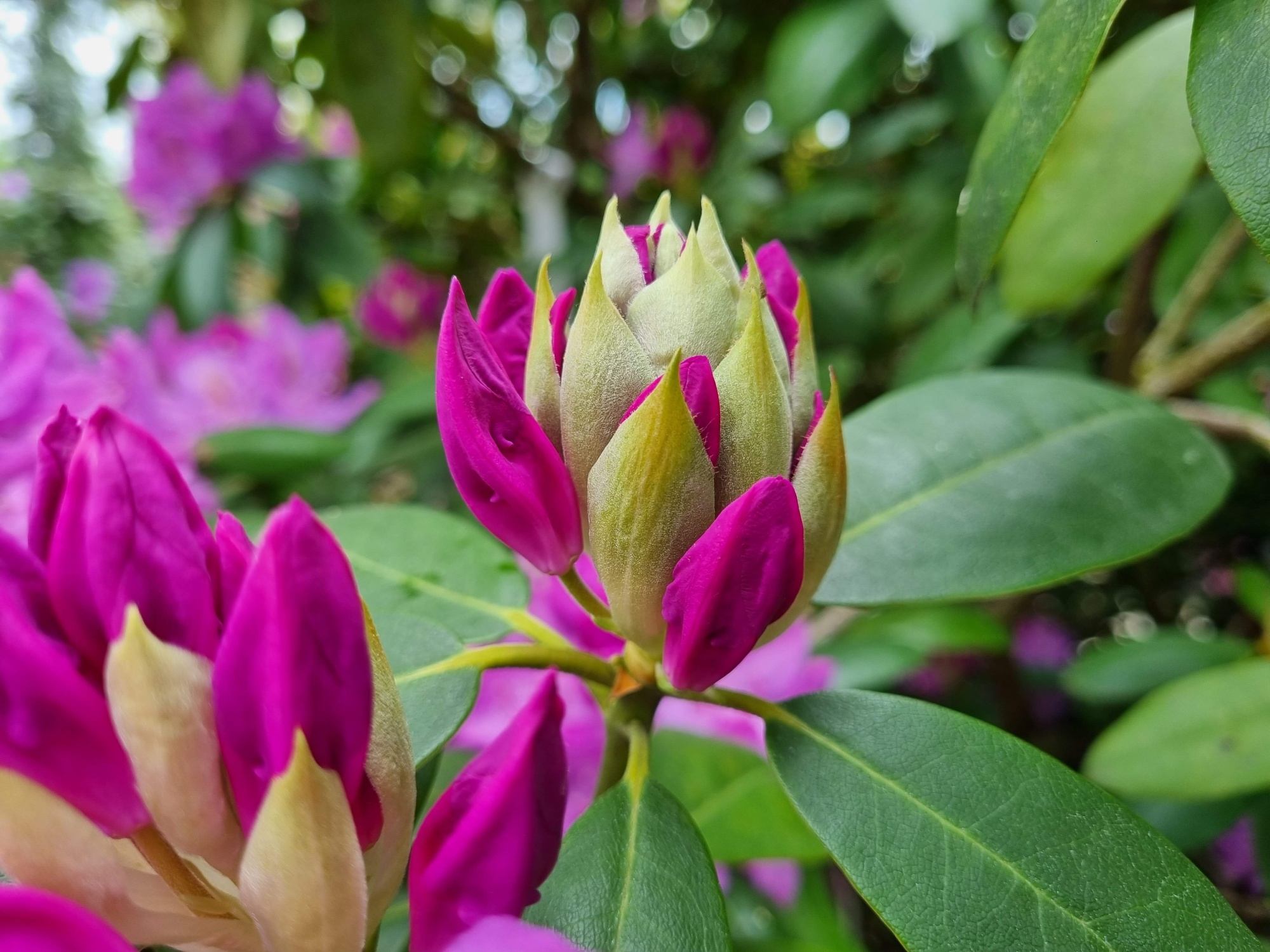 rhododendron ronny Rwain  Singing Tree Gardens Nursery