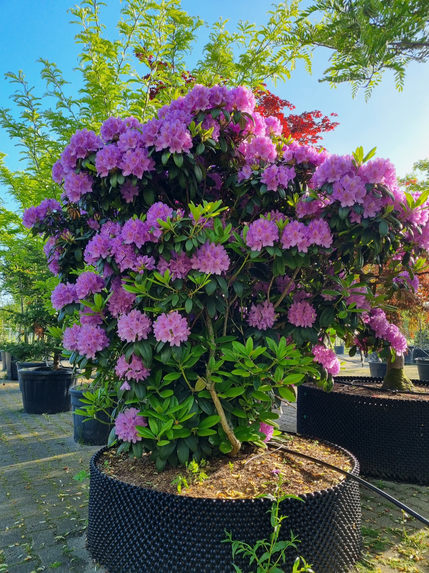 bougainvillea topfpflanze Bougainvillea auf Stamm | 90cm