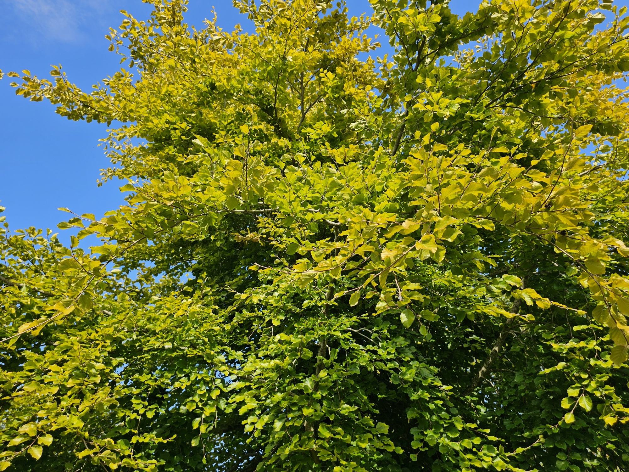 Beuk 'Zlatia', Fagus sylvatica 'Zlatia' kopen