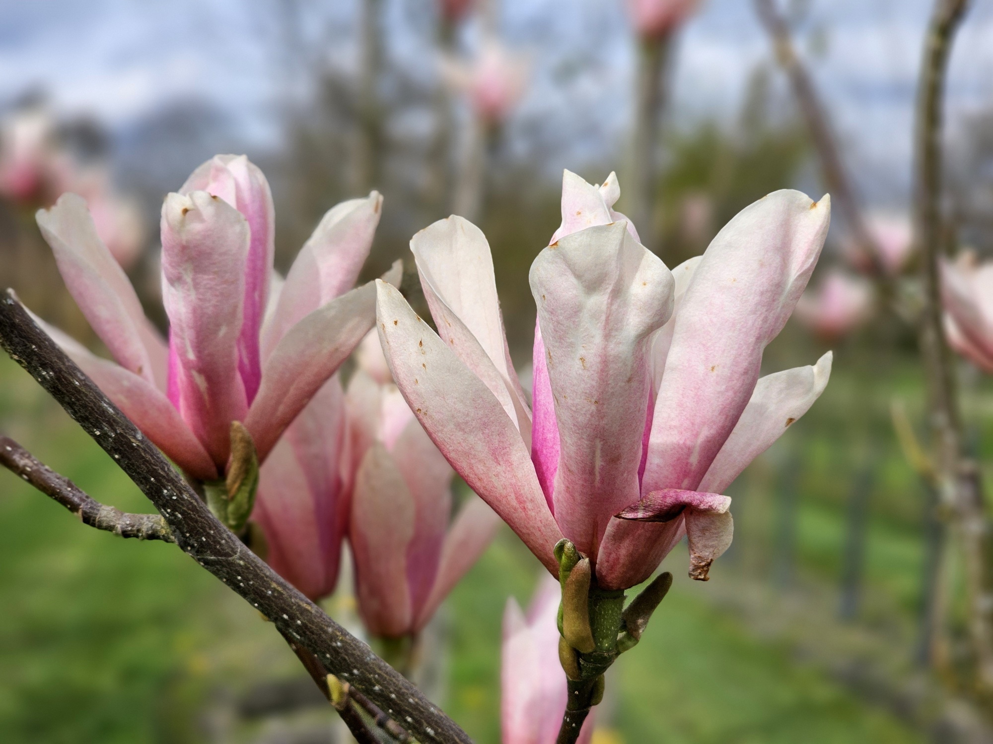 Magnolia 'Heaven Scent', Magnolia 'Heaven Scent' Kopen