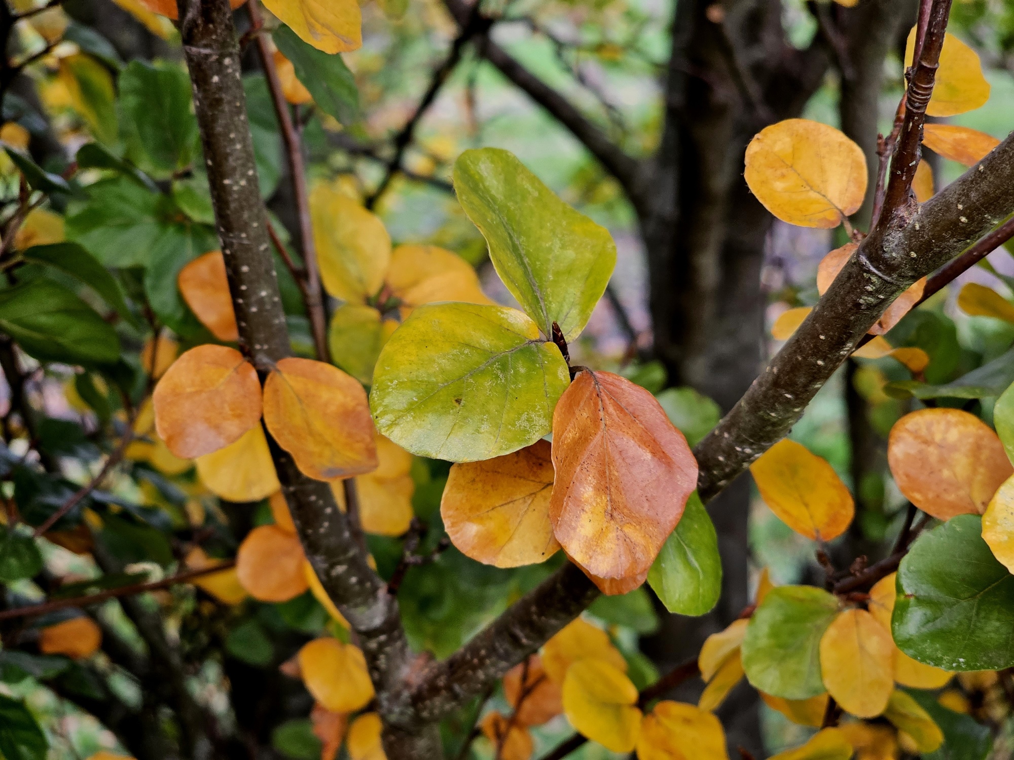 Rondbladige dwergbeuk Fagus sylvatica 'Rotundifolia'