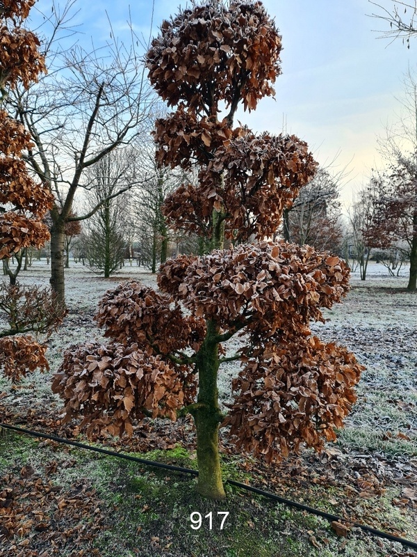 Eine besondere Gartenbonsaibuche fr den kleinen Raum
