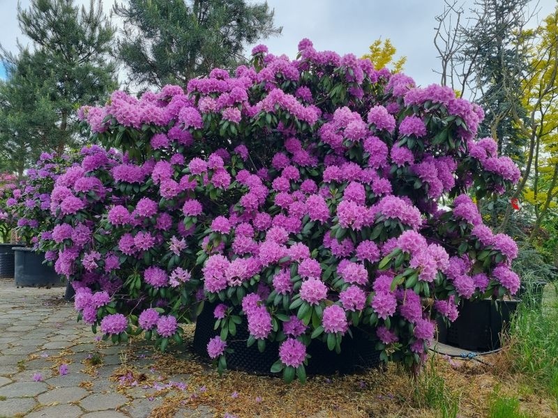 Rododendron 'Catawbiense Grandiflorum', Rhododendron 'Catawbiense  Grandiflorum' kopen