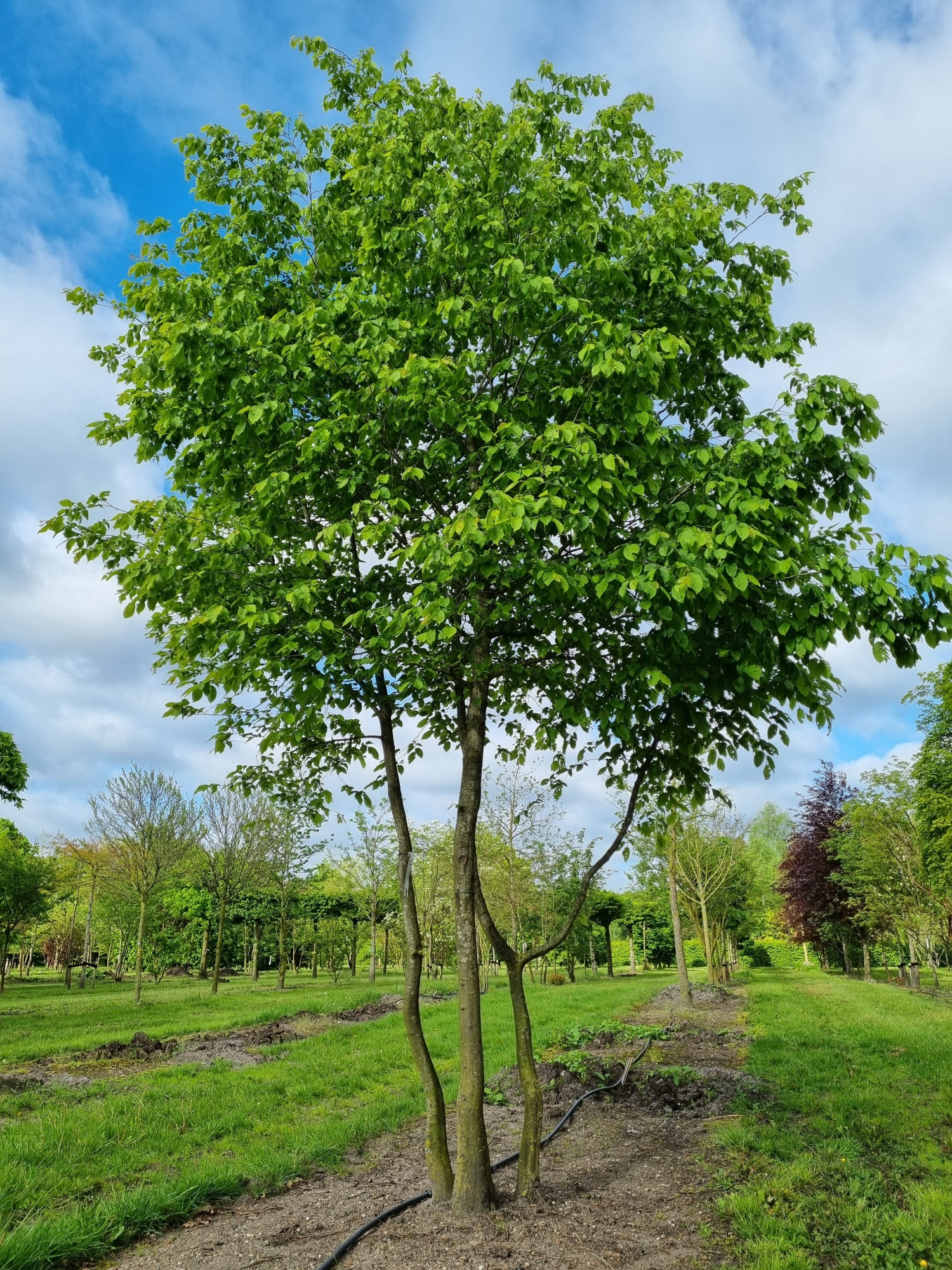 Carpinus als besonderer mehrstämmiger Baum!