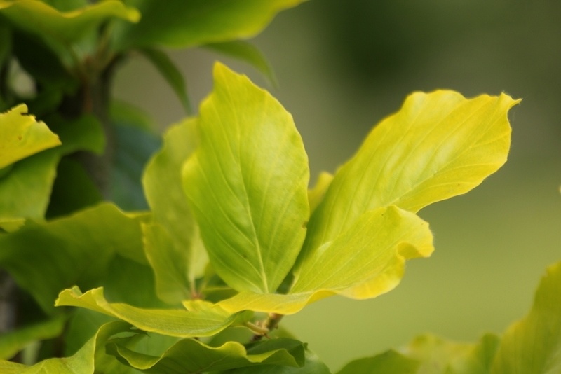 Fagus sylvatica 'Dawyck Gold' als solitäre Säulenbuche