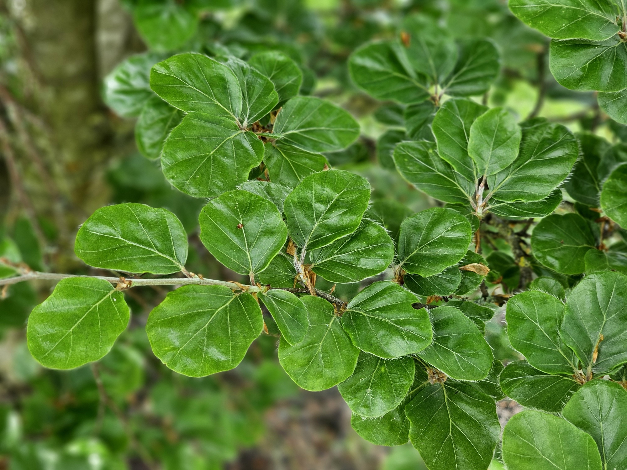 Rondbladige dwergbeuk Fagus sylvatica 'Rotundifolia'