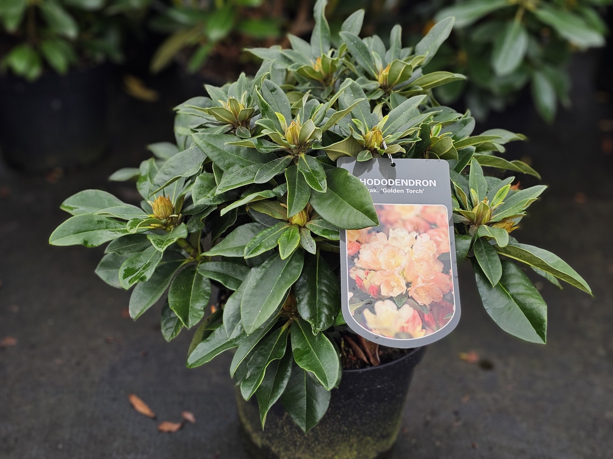 Rododendron 'Golden Torch', Rododendron yakushimanum 'Golden Torch' kopen