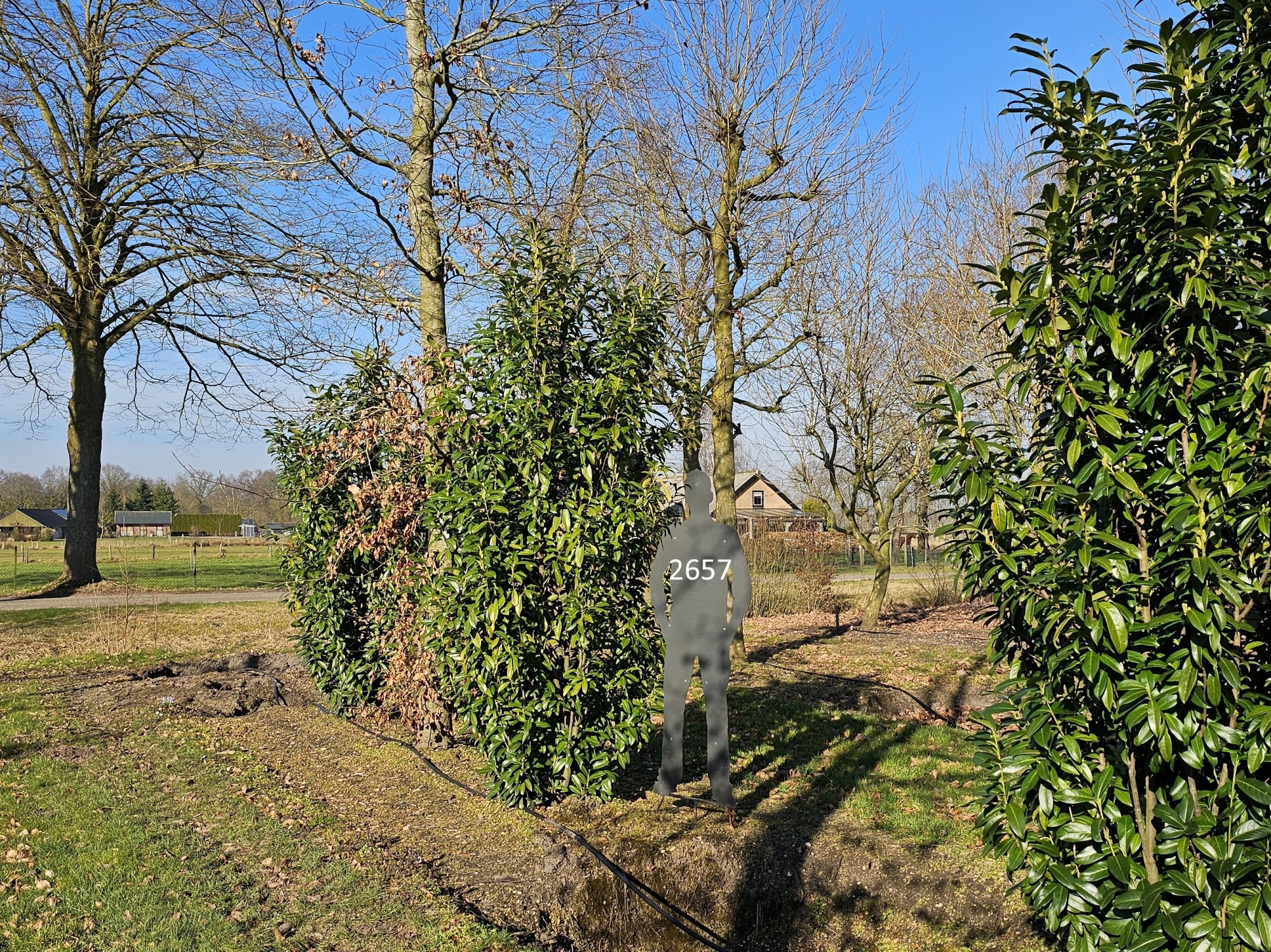 Klein bleibender immergrner Kirschlorbeer