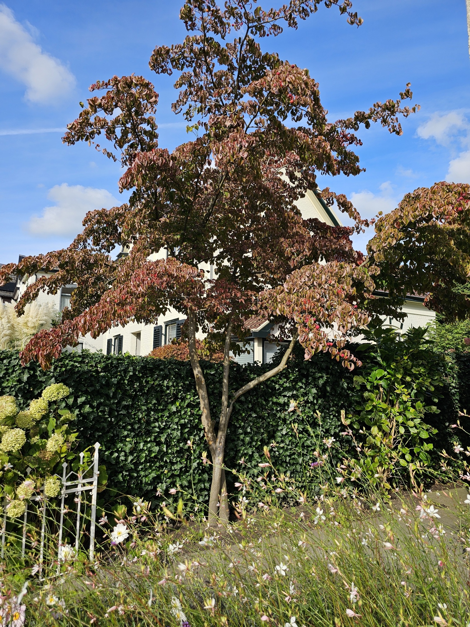Cornus kousa 'Cappuccino' (='Copacabana') - Kornoelje | De Tuinen van