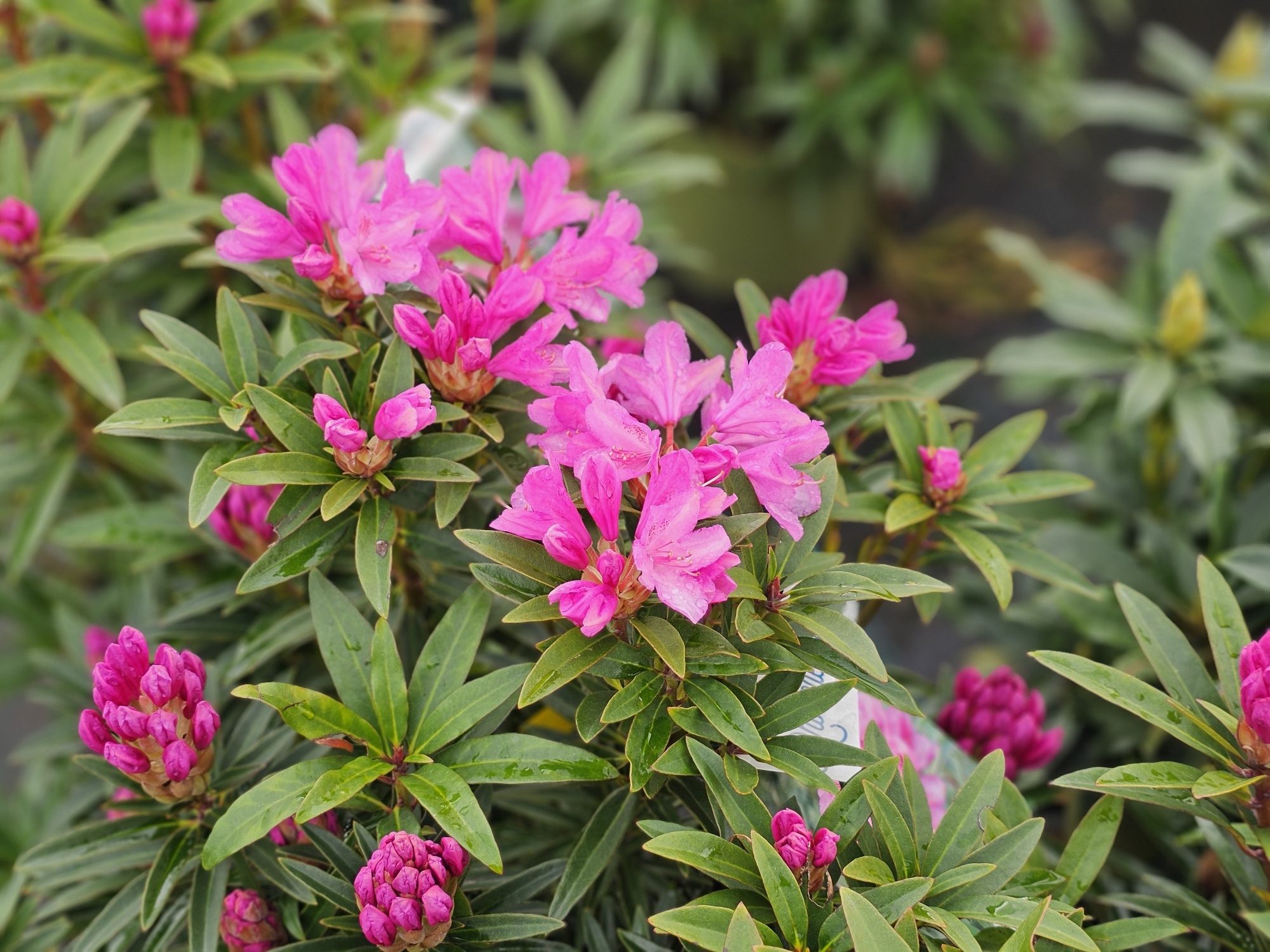 Rododendron 'Graziella', Rhododendron ponticum 'Graziella' kopen