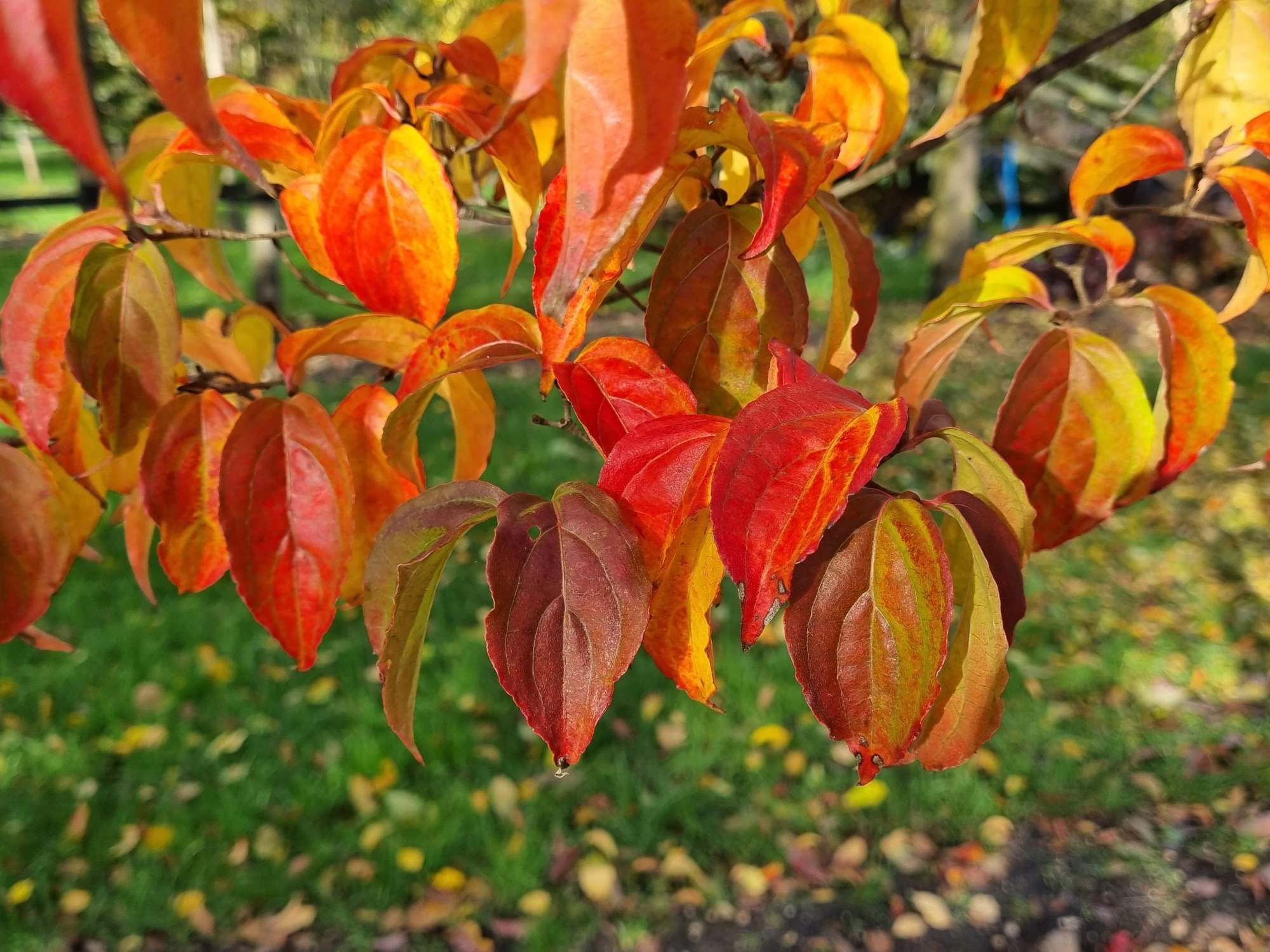 Een Zeer Mooie Meerstammige Cornus Kousa