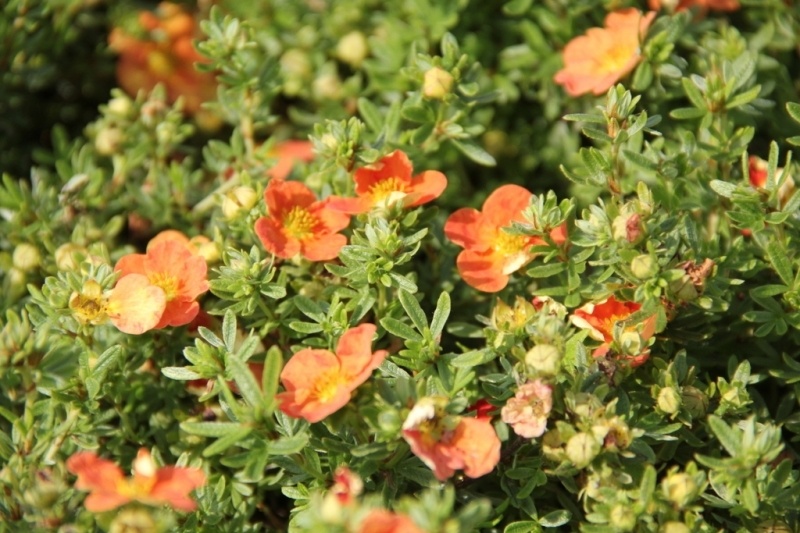 bc357f96b8-potentilla-fruticosa-red-ace%20%281%29.jpg