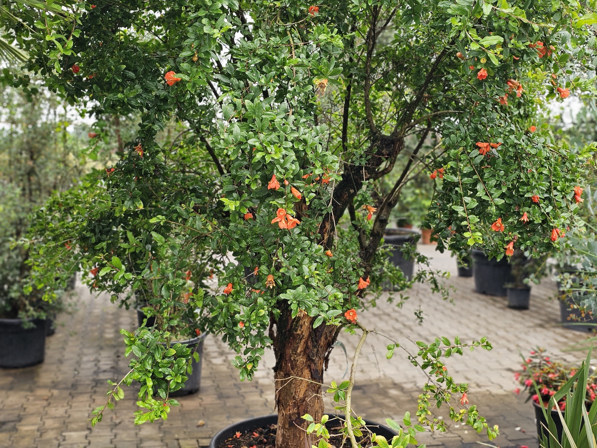 midnight mystique rhododendron Rhododendron Midnight Mystique 5L