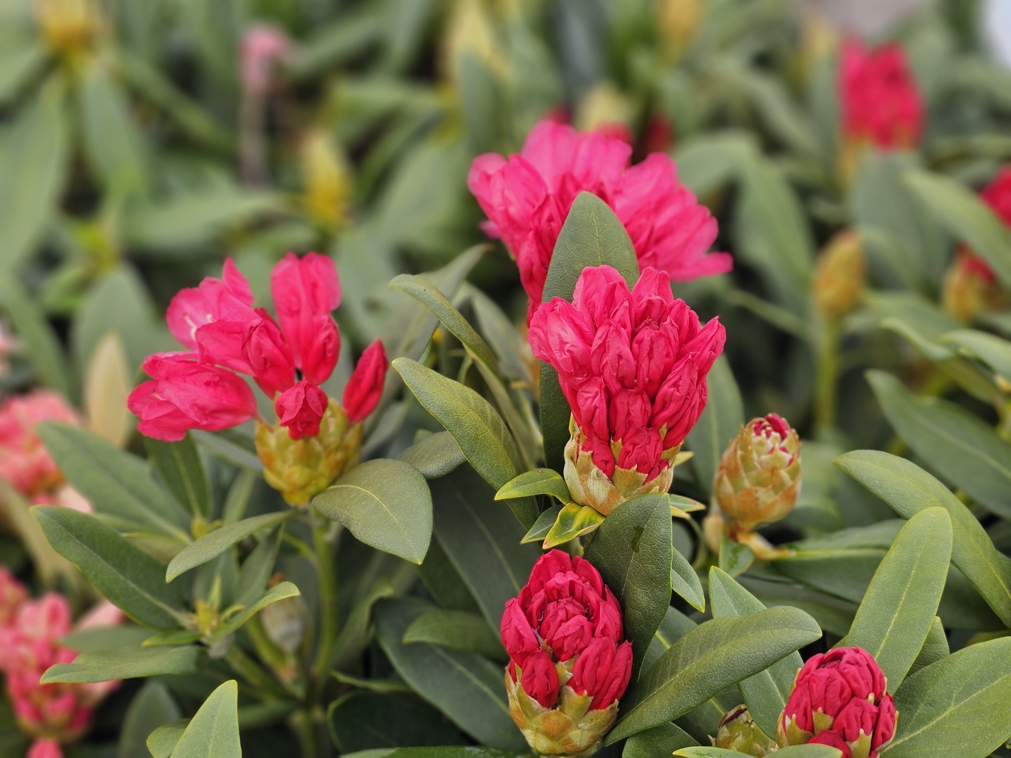 Rododendron 'Sneezy', Rhododendron yakushimanum 'Sneezy' kopen