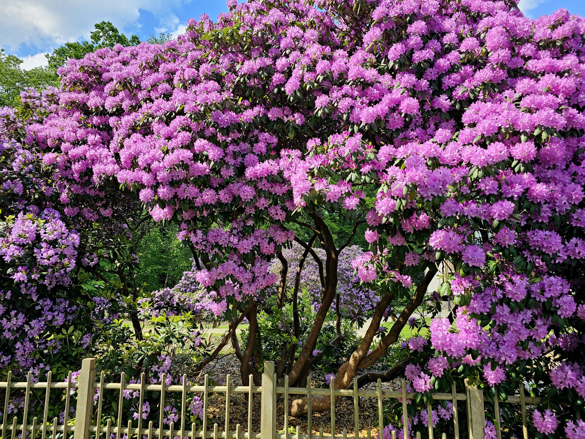 Rododendron 'Catawbiense Grandiflorum', Rhododendron 'Catawbiense  Grandiflorum' kopen