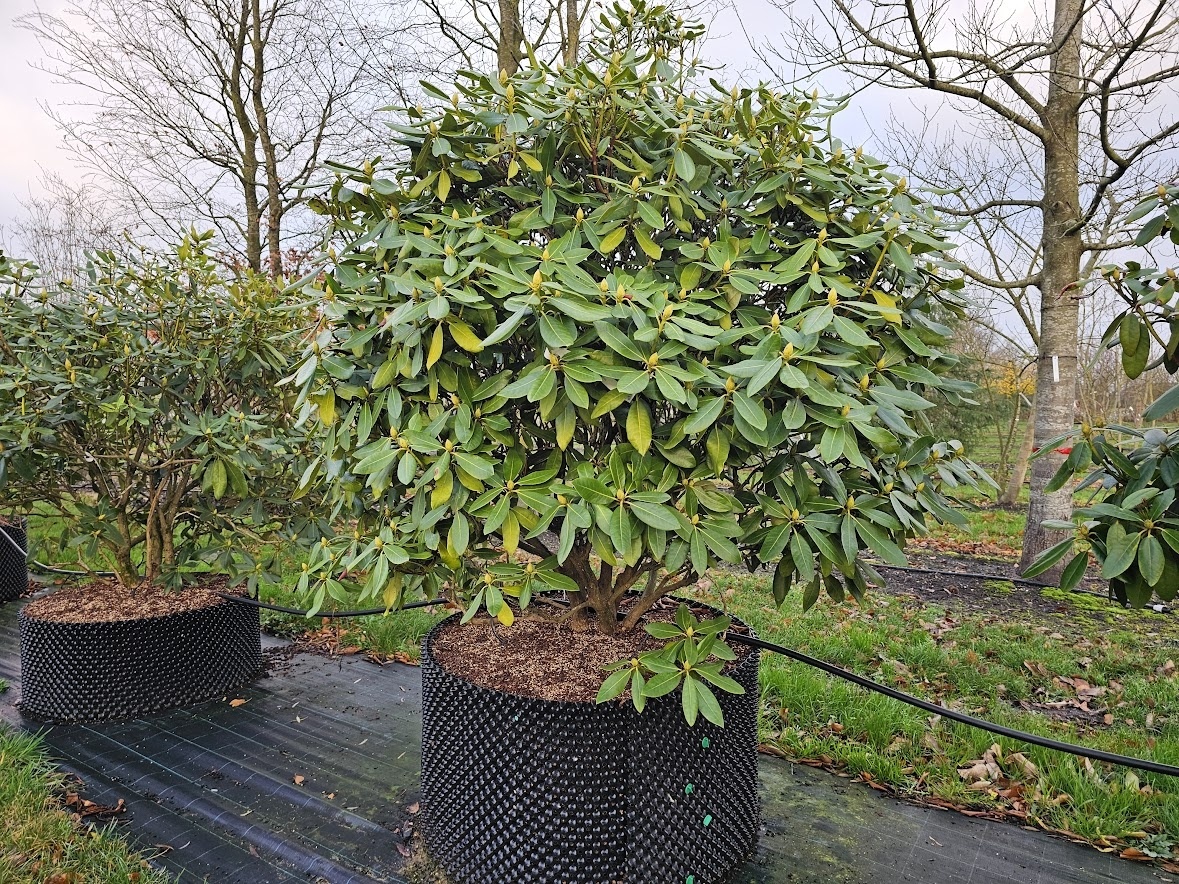 schefflera plant outside Full Size Schefflera 'arboricola'