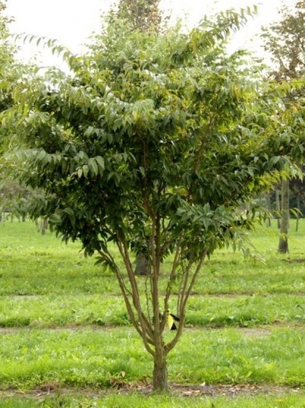 Japanse Haagbeuk Carpinus Japonica Kopen