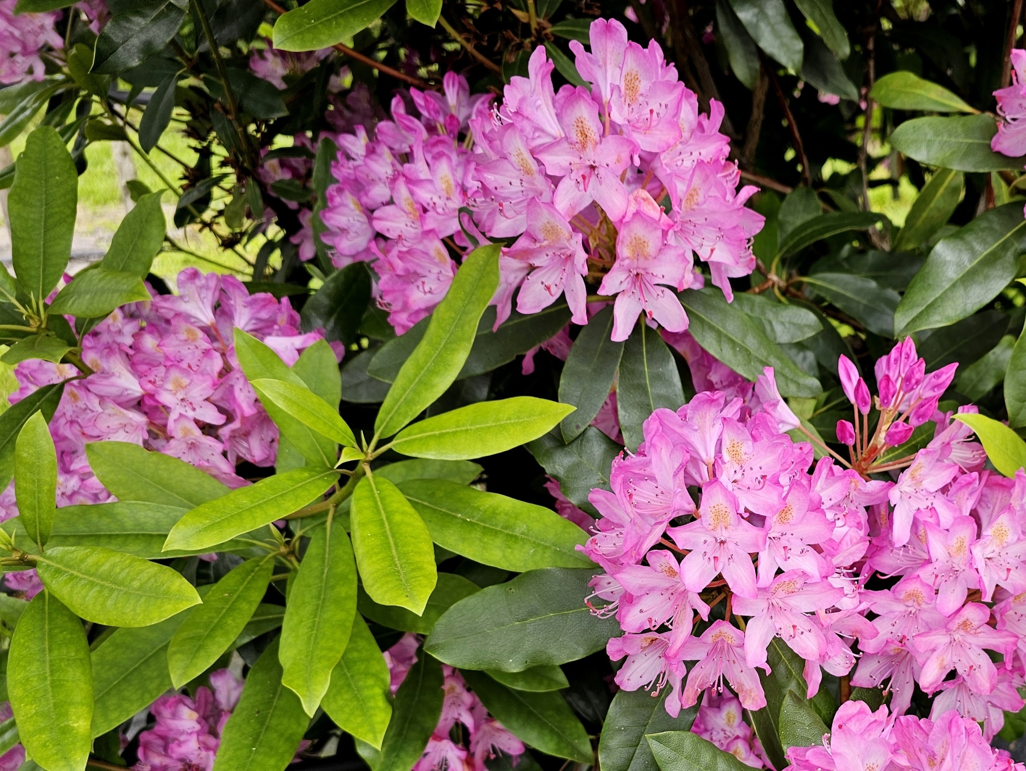 Bosrhododendron 'Roseum', Rhododendron ponticum 'Roseum' kopen