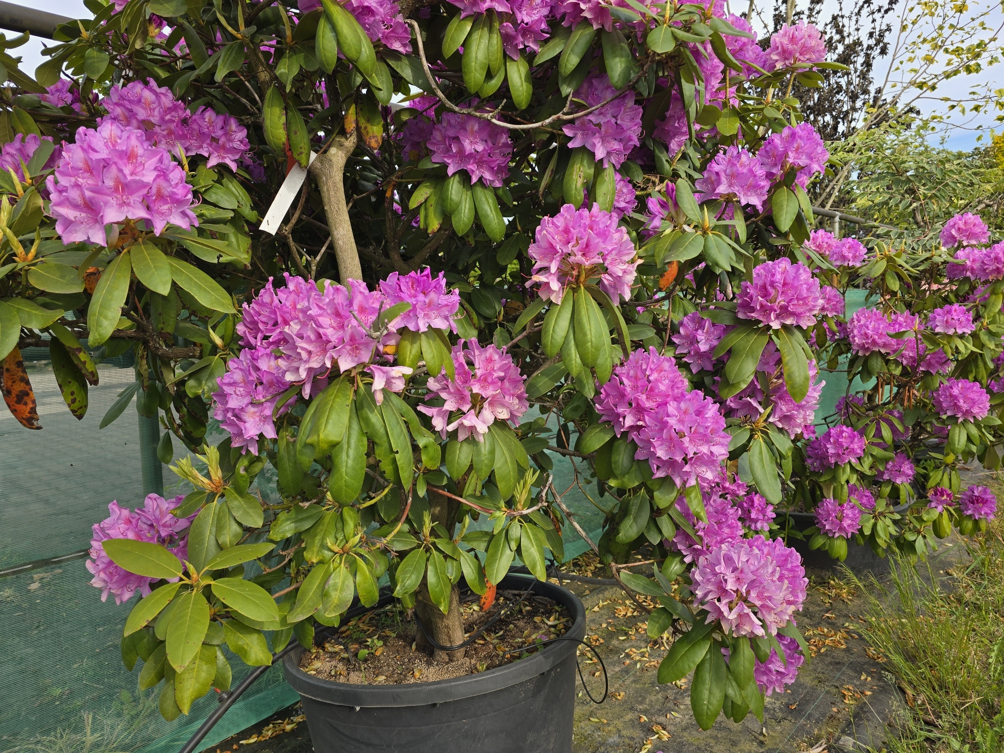 Groen Rhododendron kaufen? Ten Hoven hat ein schnes Angebot.