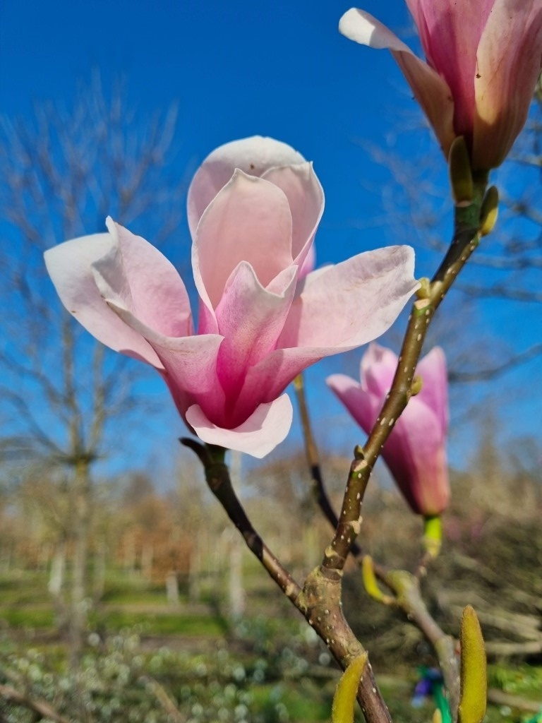 Magnolia@値下げ交渉可能ページ Magnolia@値下げ交渉可能様専用ページ