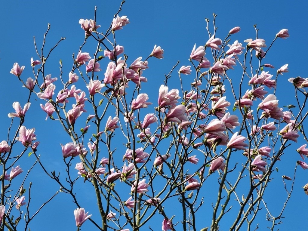 Een Grote Rijkbloeiende Magnolia 'Heaven Scent' Kopen?