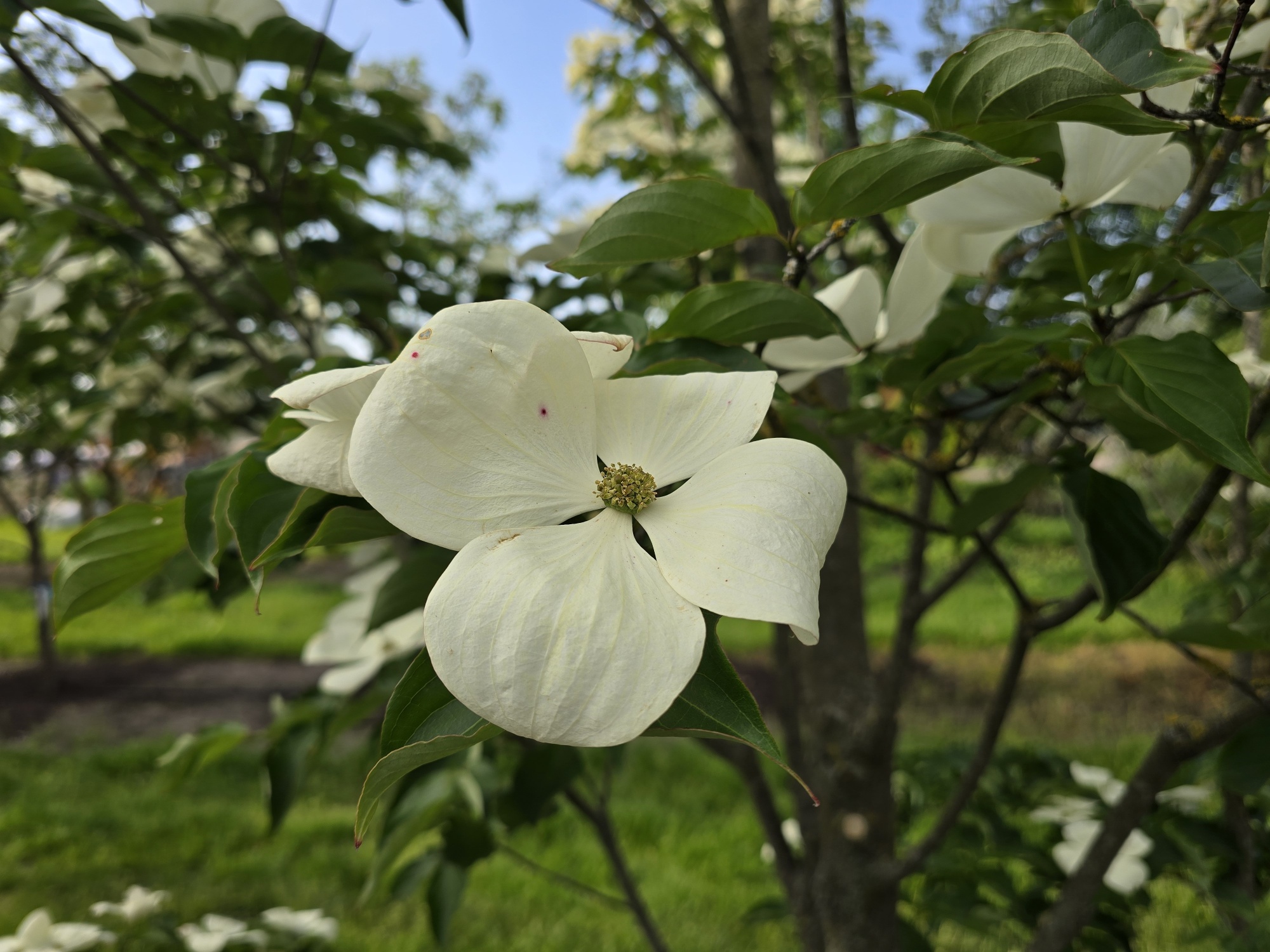 Ein besonderer Cornus kousa Bonsai!