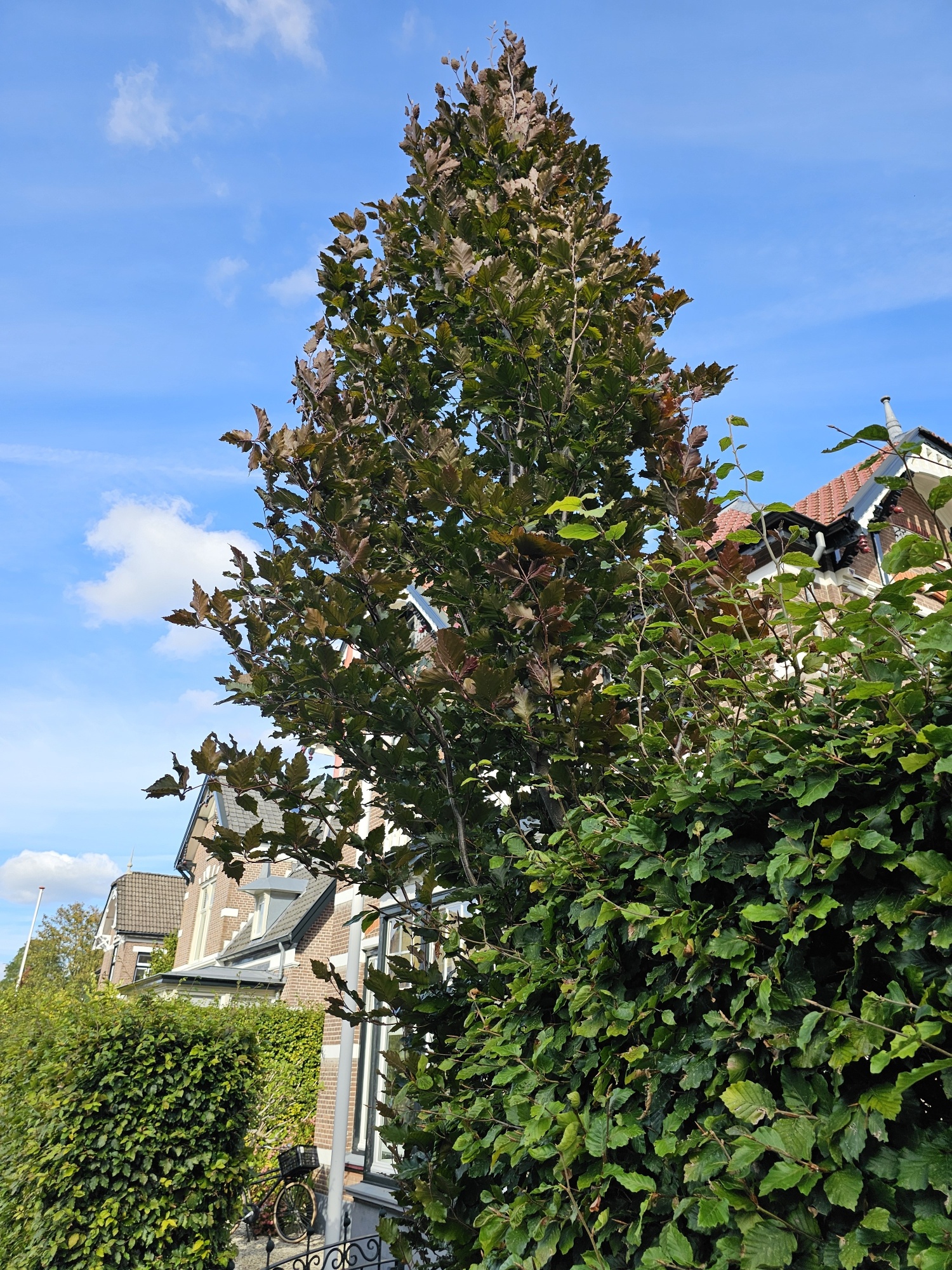 Beuk 'Rohan Obelisk', Fagus sylvatica 'Rohan Obelisk' kopen