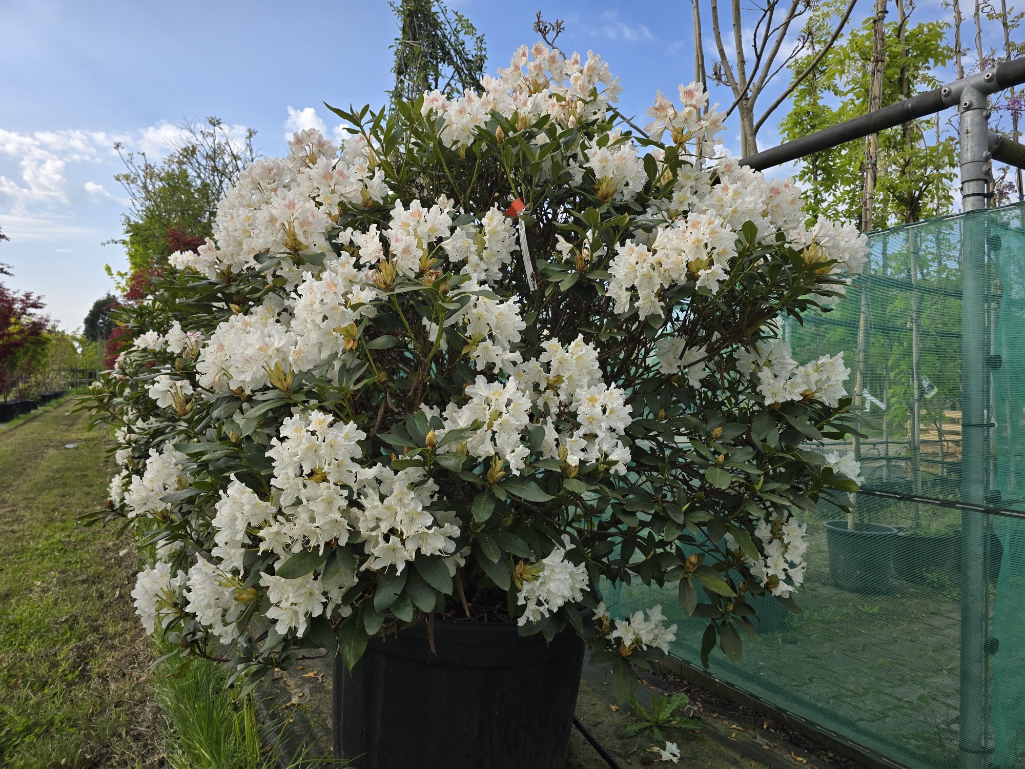 Ein schner ausgewachsener groer mehrstmmiger Rhododendron