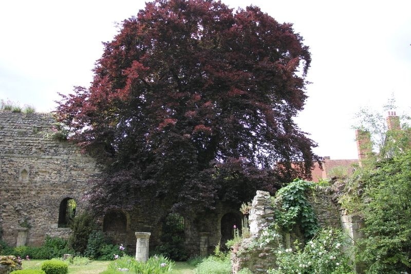 Rode Beuk 'Swat Magret', Fagus sylvatica 'Swat Magret' kopen