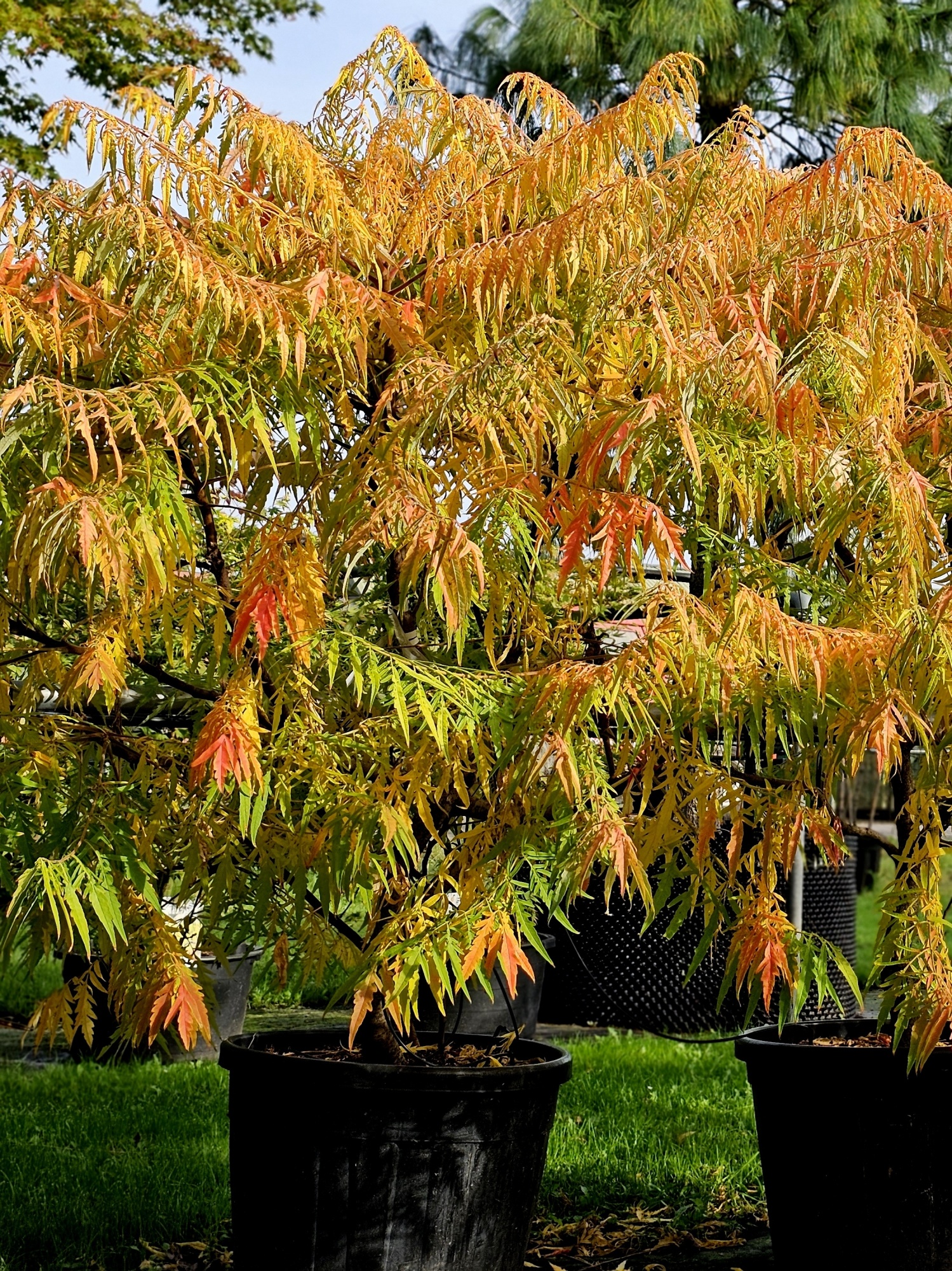 Goudbladige Fluweelboom, Rhus typhina 'Tiger Eyes' kopen