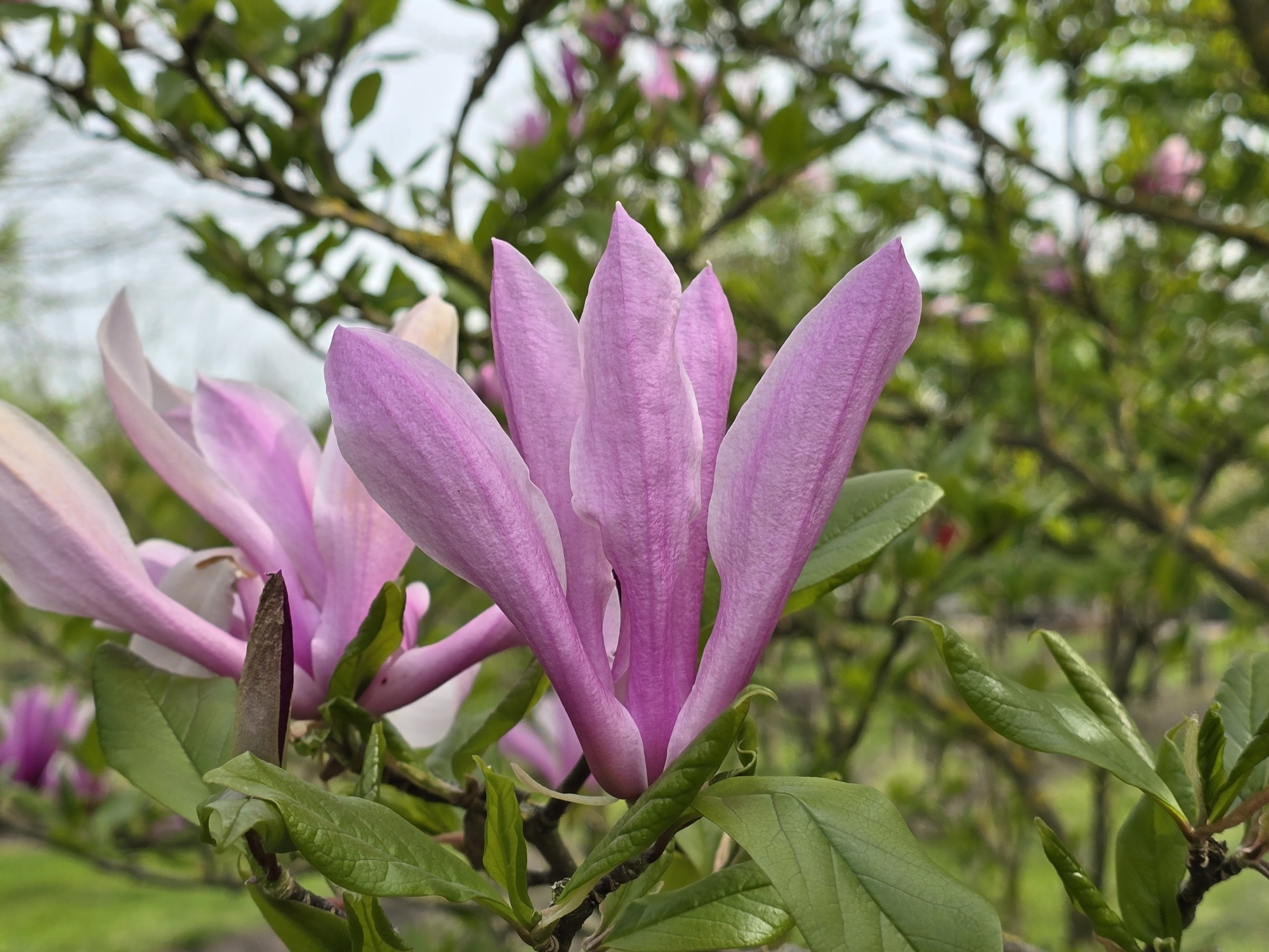 De mooiste magnolia Betty we op de kwekerij hebben staan.