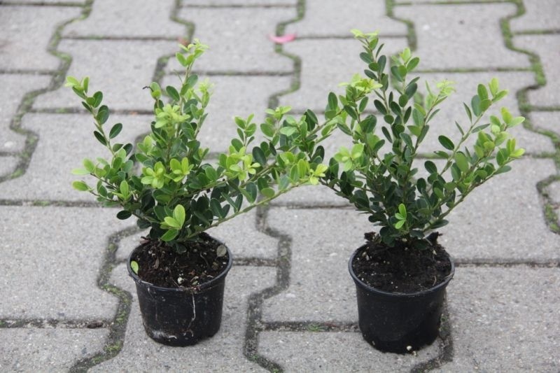 Houx Ilex Crenata Green Hedge - Plante Persistant Pour Haie Basse - Feuillage Vert Foncé Dense, Taille Adulte 2-3m - Livré En 60cm, Soleil/mi-ombre