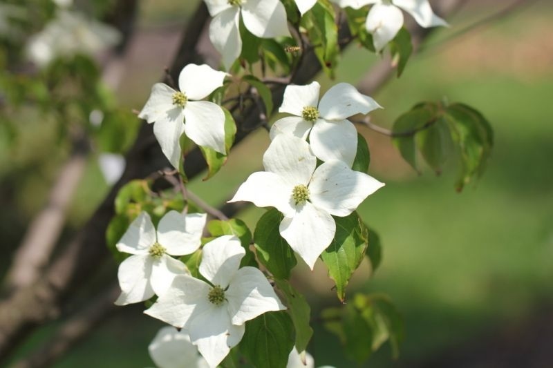 Japanse grootbloemige kornoelje - Meerstammig - Unieke Bomen