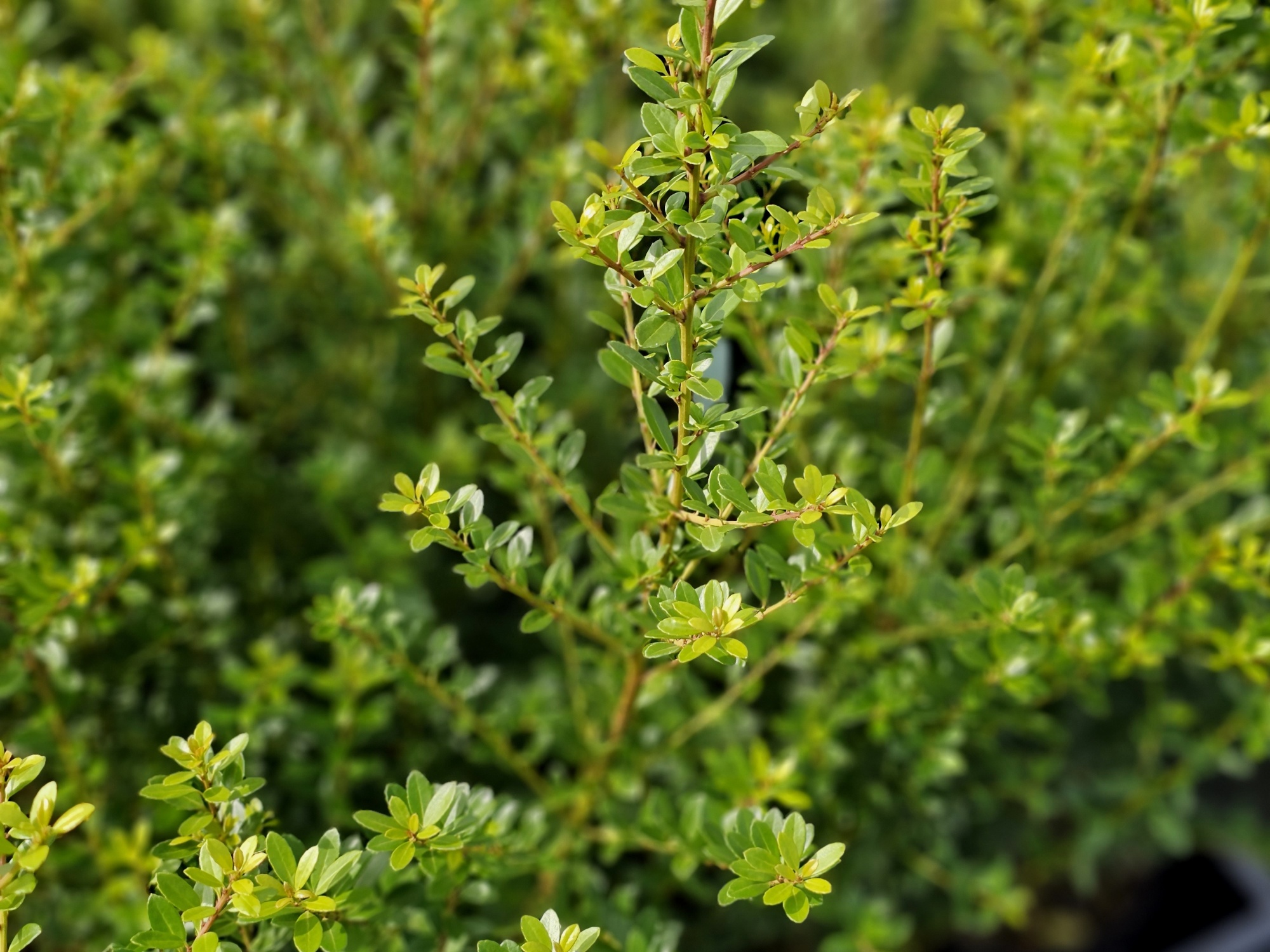 Impala hulst, Ilex maximowicziana 'Kanehirae' kopen