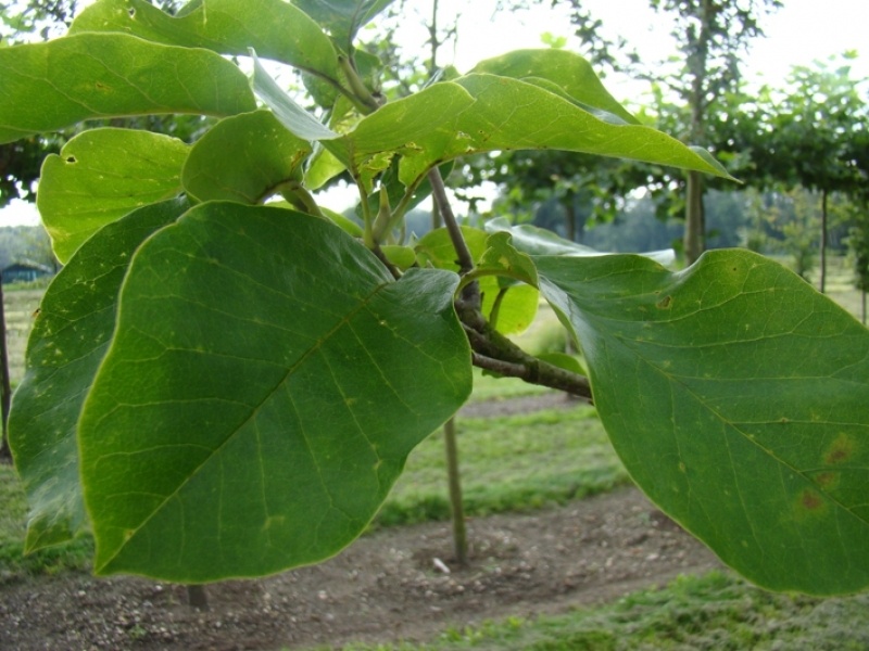 Magnolia ‘Yellow River’, Magnolia ‘Yellow River’ kopen