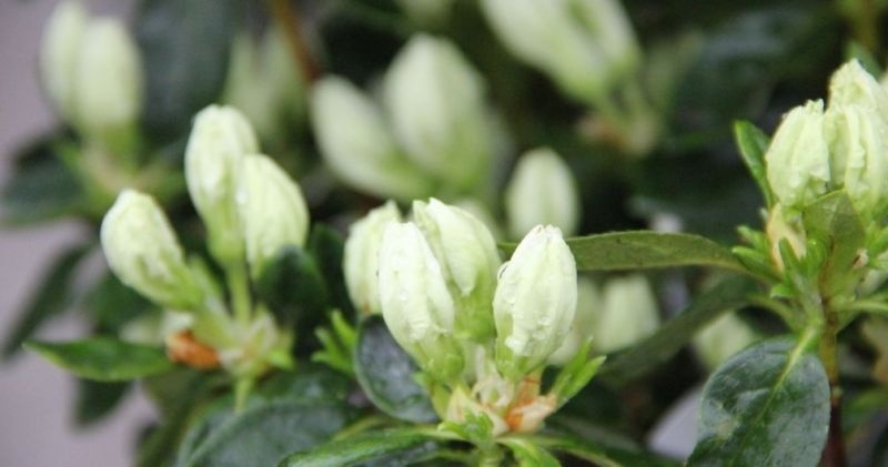 Japanse azalea 'Maischnee', Rhododendron aj 'Maischnee' kopen