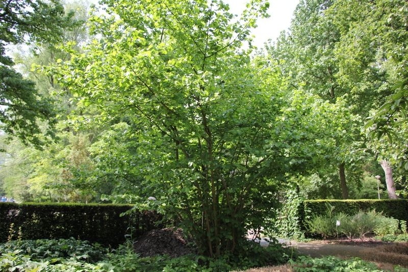 Gewone Hazelaar Hazelnoot 80/100 cm incl. aanplanten - Corylus avellana