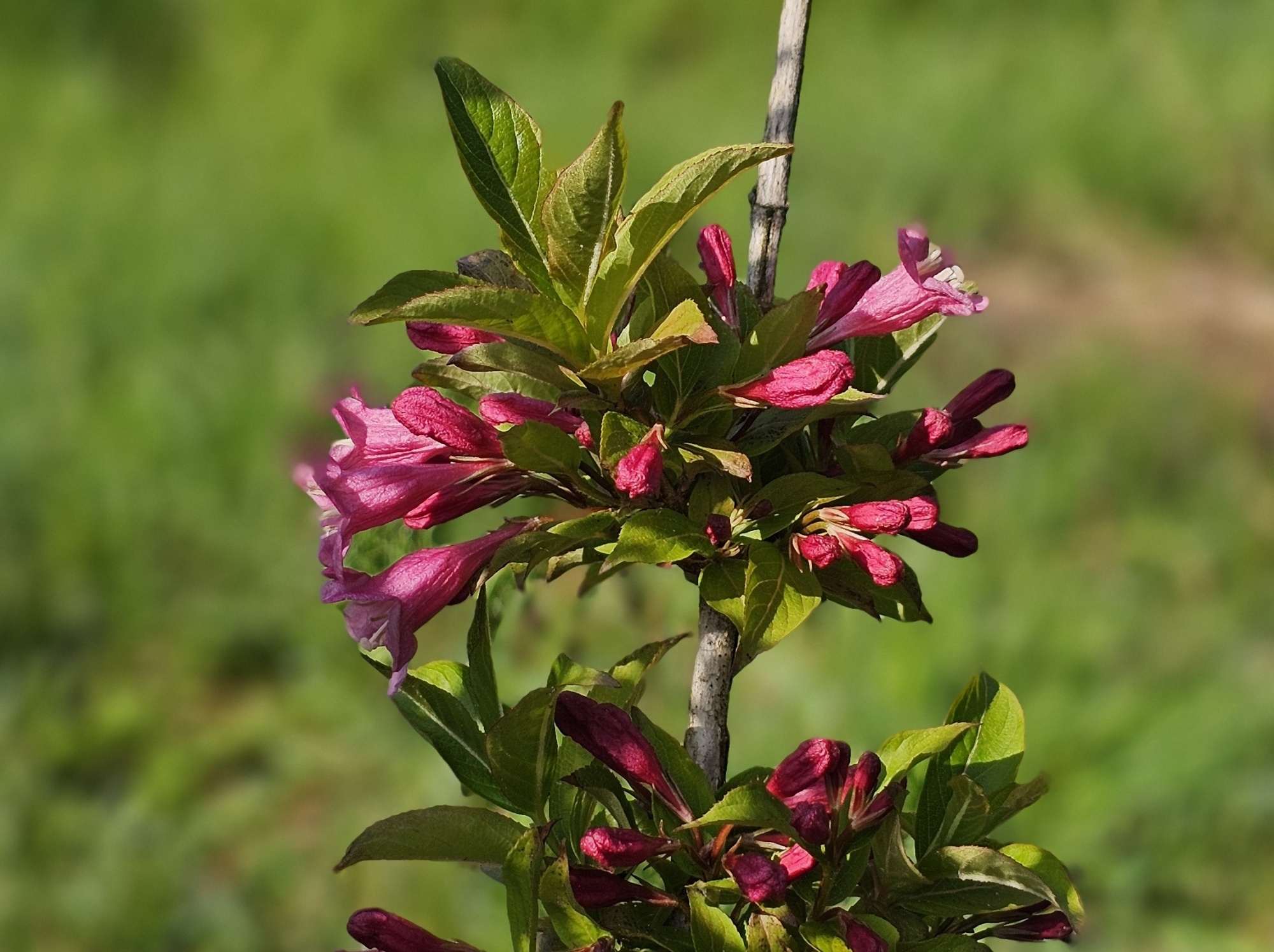 Weigela 'Bristol Ruby', Weigela 'Bristol Ruby' kopen