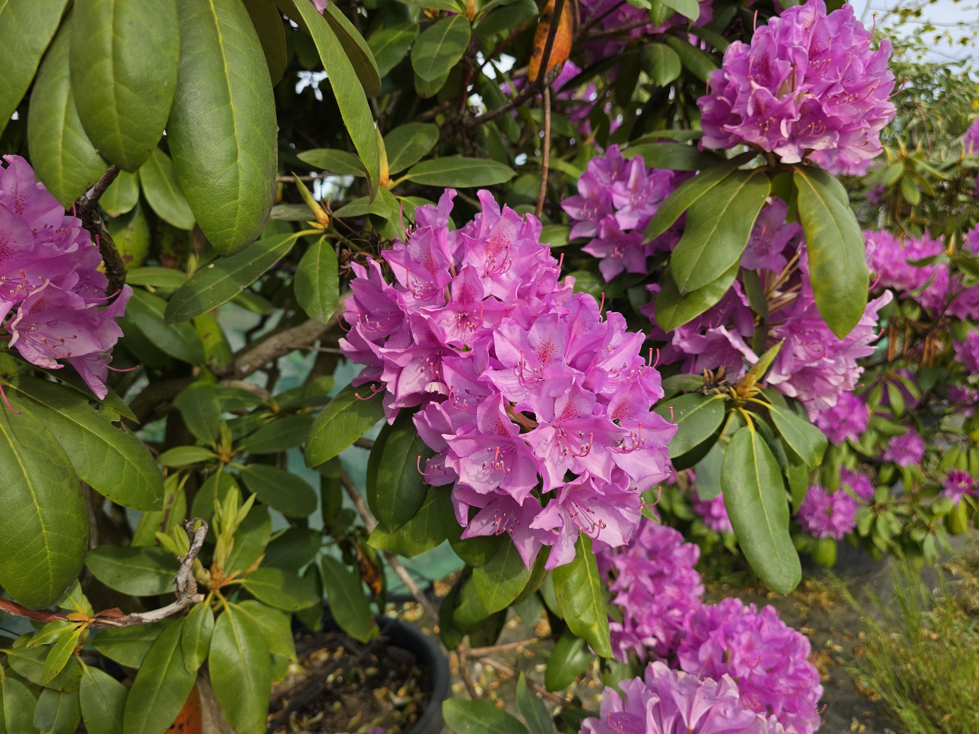 Groen Rhododendron kaufen? Ten Hoven hat ein schnes Angebot.