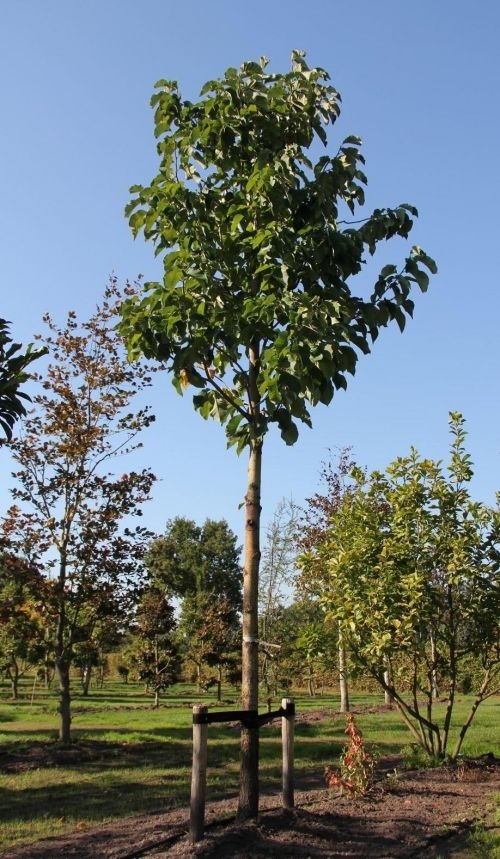 Magnolia ‘Yellow River’, Magnolia ‘Yellow River’ kopen