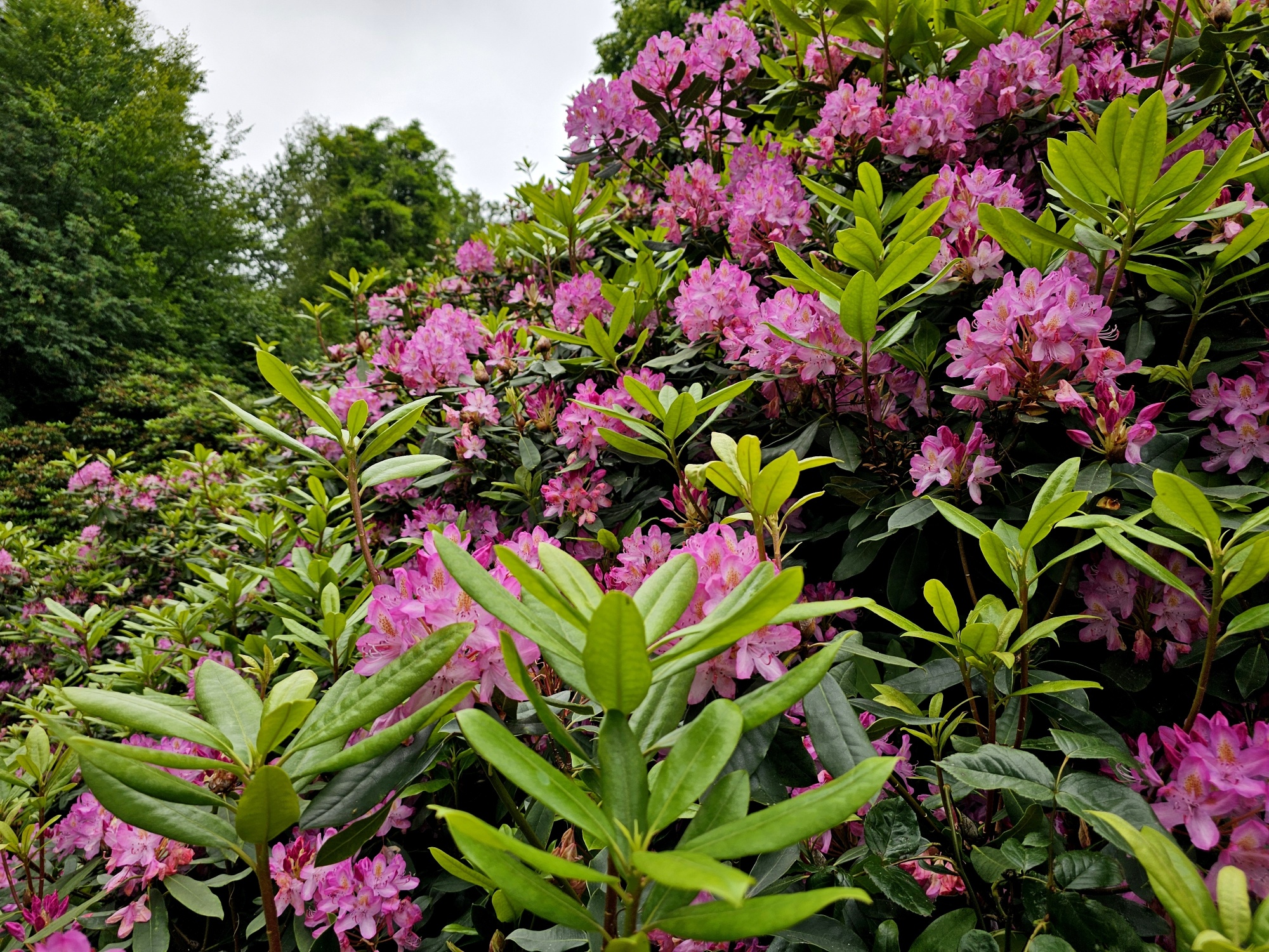 Wilde rhododendron, Rhododendron ponticum kopen