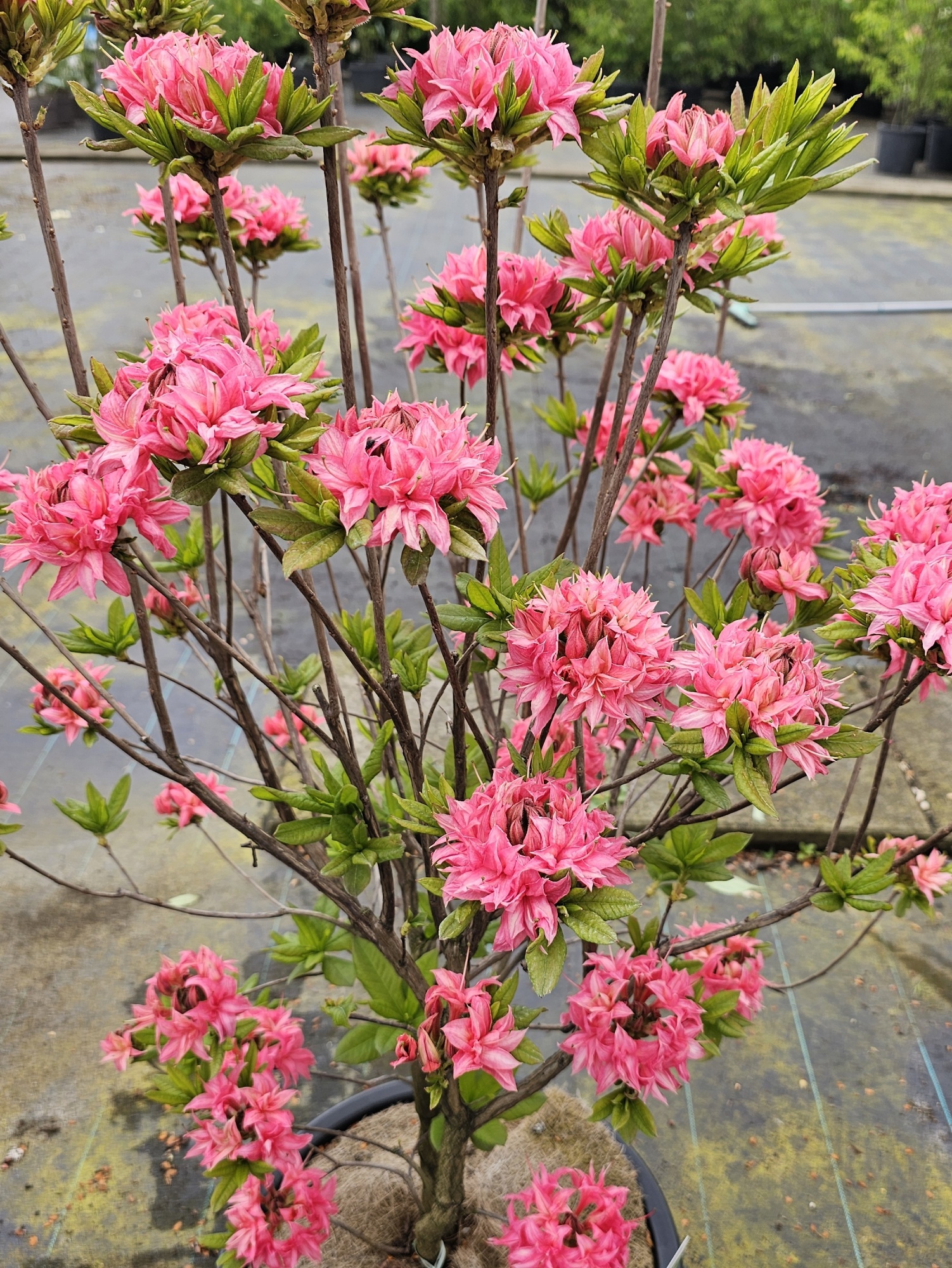 rhododendron herbst düngen Rhododendron Dünger von Flora Boost