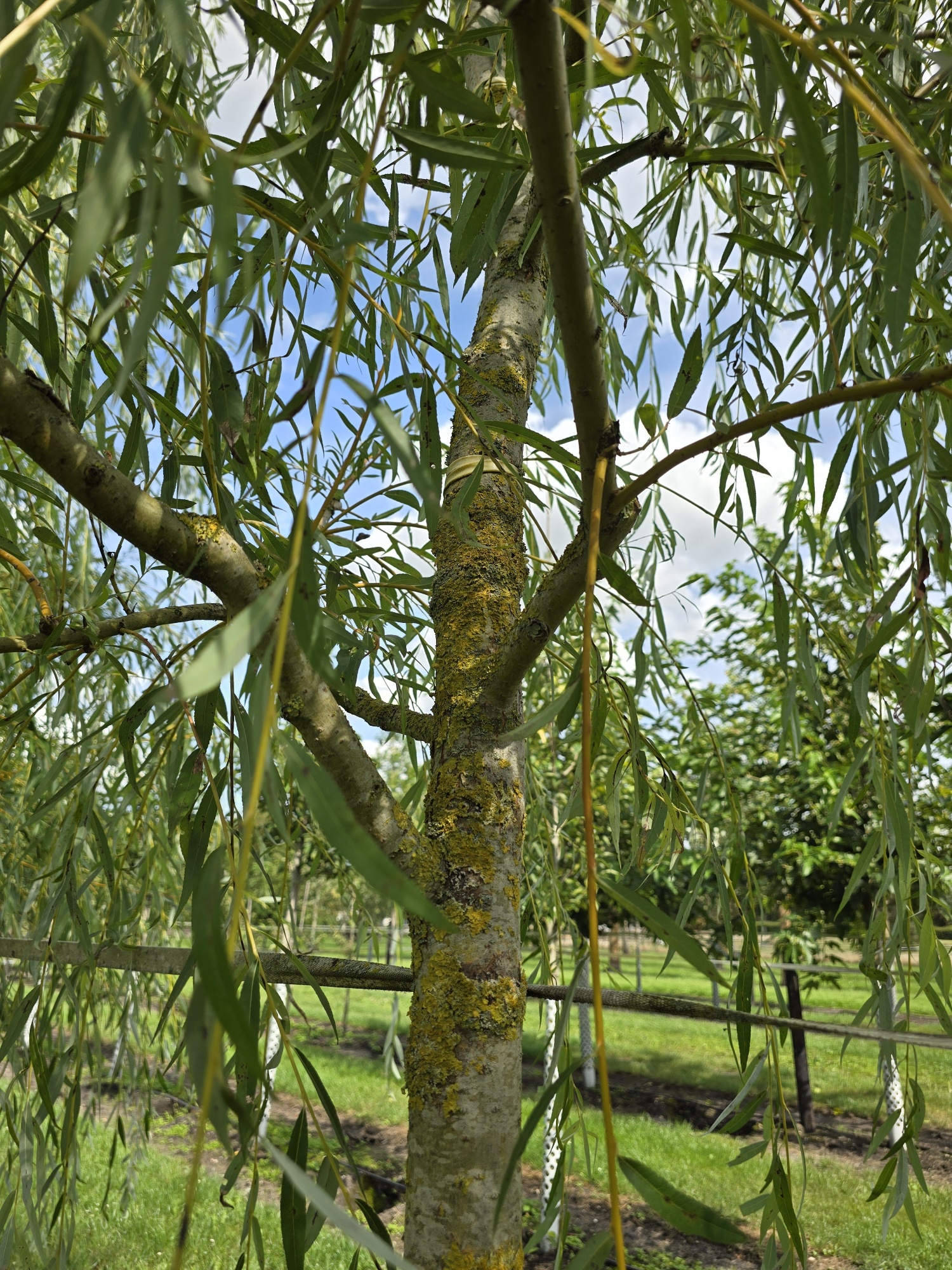 Mchten Sie eine groe Trauerweide fr den feuchten Gartenboden kaufen?