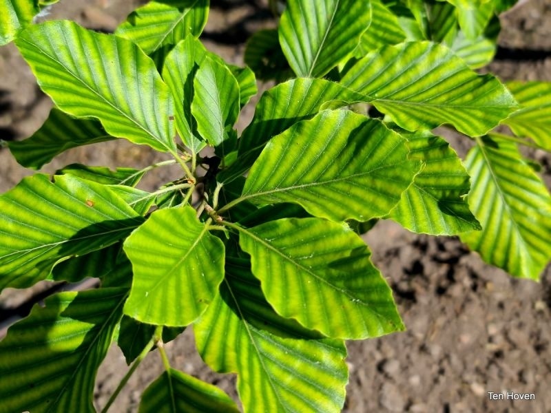 blumenerde fr gummibaum Weissbunter Gummibaum 3 Pflanzen im Topf ca. 130 cm Ficus elastica Tin   Blumen-Senf