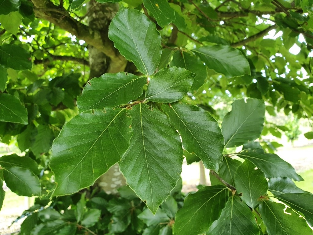 Fagus sylvatica, Rotbuche als besonderer Baum